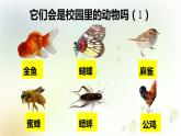 2-2 校園里的動物 課件+教案 教科版小學科學一年級下冊