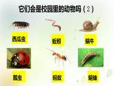 2-2 校園里的動物 課件+教案 教科版小學科學一年級下冊