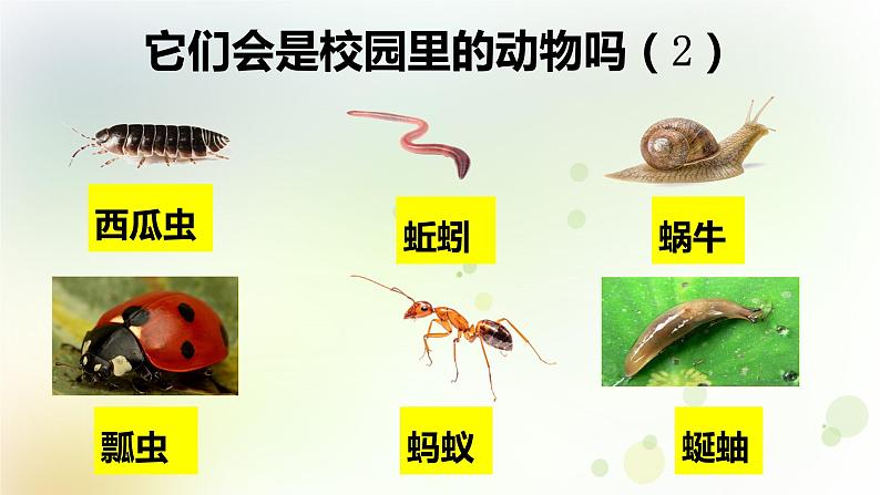 1.2.2 校园里的动物第5页