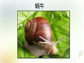 2-3 觀察一種動物 課件+教案 教科版小學(xué)科學(xué)一年級下冊