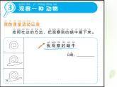 2-3 观察一种动物 课件+教案 教科版小学科学一年级下册