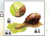 2-3 觀察一種動物 課件+教案 教科版小學(xué)科學(xué)一年級下冊