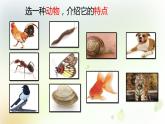 2-6 给动物分类 课件+教案 教科版小学科学一年级下册