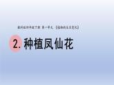 小学科学教科版四年级下册第一单元第2课《种植凤仙花》课件20（2022新版）