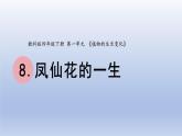 小学科学教科版四年级下册第一单元第8课《凤仙花的一生》课件20（2022新版）