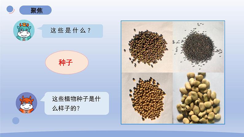 小学科学教科版四年级下册第一单元第1课《种子里孕育着新生命》课件20（2022新版）02