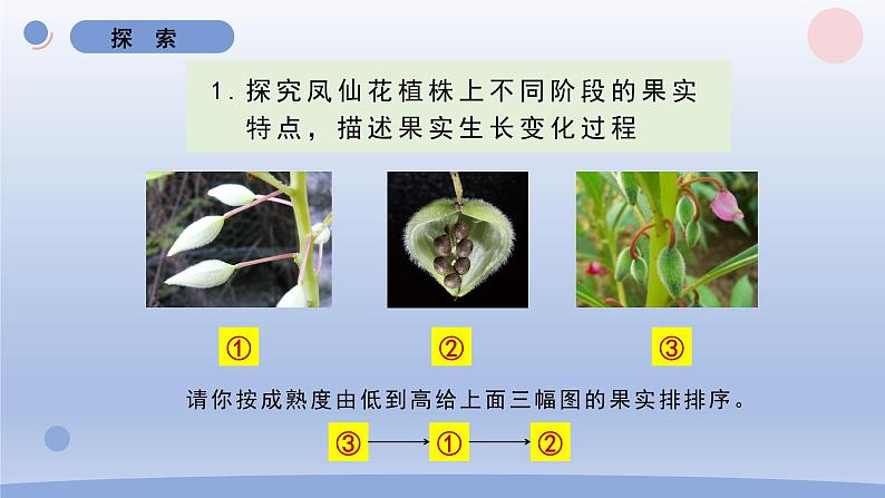 小学科学教科版四年级下册第一单元第6课《果实和种子》课件20（2022新版）04