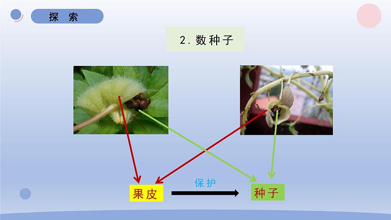 小学科学教科版四年级下册第一单元第6课《果实和种子》课件20（2022新版）06