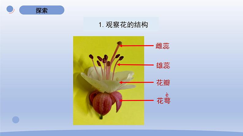 小学科学教科版四年级下册第一单元第5课《凤仙花开花了》课件20（2022新版）05