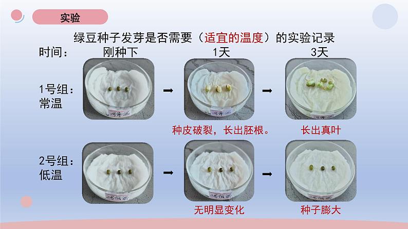 小学科学教科版五年级下册第一单元第2课《比较种子发芽实验》课件20（2022新版）第8页
