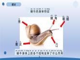 小学科学教科版一年级下册第二单元第3课《观察一种动物》课件20