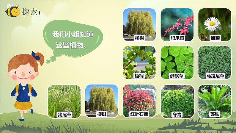 2.1校园生物大搜索（课件）教科版（2017）科学六年级下册08