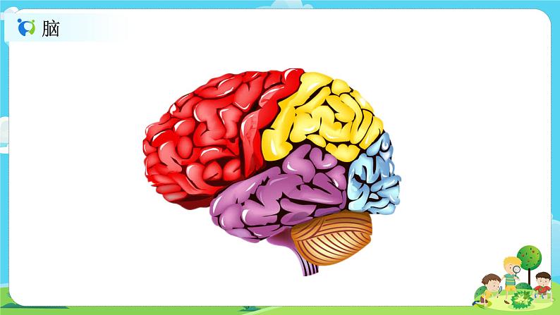 5.4.4《身体的总指挥》课件第3页