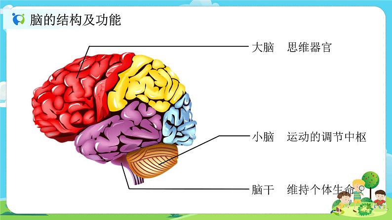 5.4.4《身体的总指挥》课件第4页