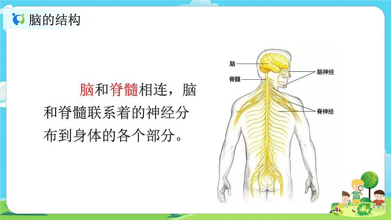 5.4.4《身体的总指挥》课件第5页
