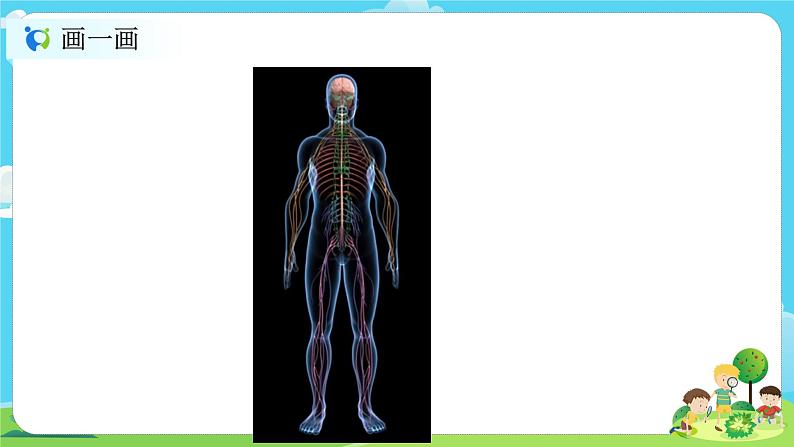 5.4.5《身体的联络员》课件+教案06