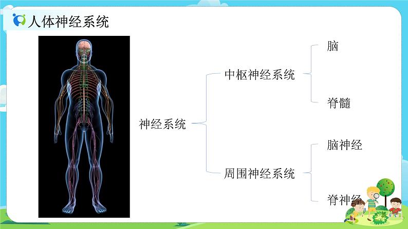 5.4.5《身体的联络员》课件+教案07