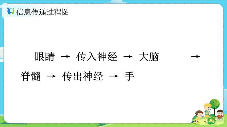 5.4.5《身体的联络员》课件+教案08