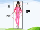 小学科学教科版二年级下册2.2.1 观察我们的身体课件