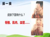 小学科学教科版二年级下册2.2.1 观察我们的身体课件