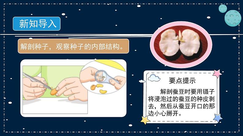 12《用种子繁殖》教学PPT03