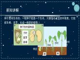 12《用种子繁殖》教学PPT