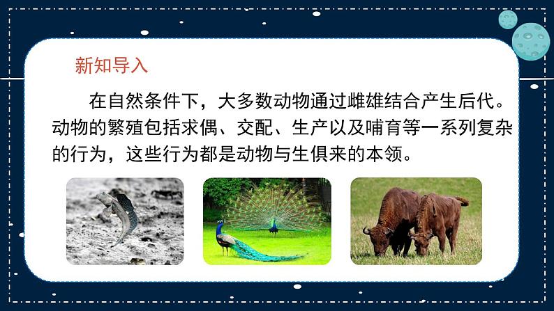 14《动物的繁殖》教学PPT03