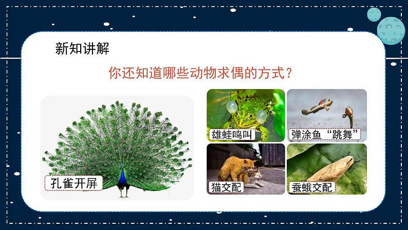 14《动物的繁殖》教学PPT04