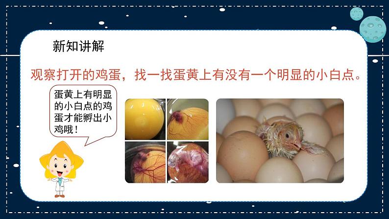 14《动物的繁殖》教学PPT06