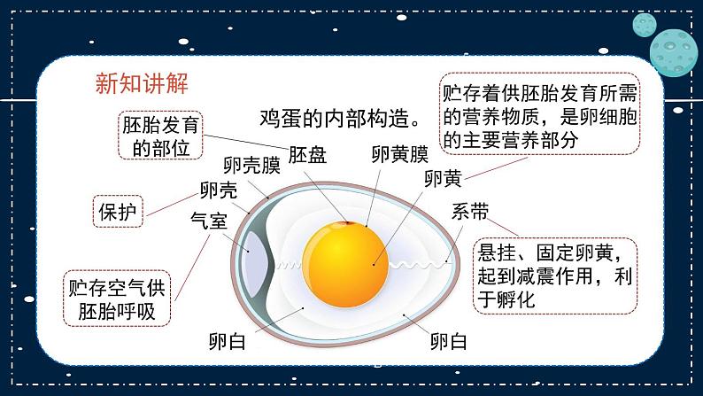 14《动物的繁殖》教学PPT07