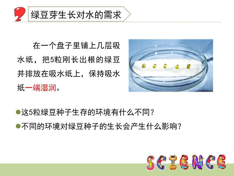 教科版小学五年级科学绿豆苗的生长PPT课件第6页