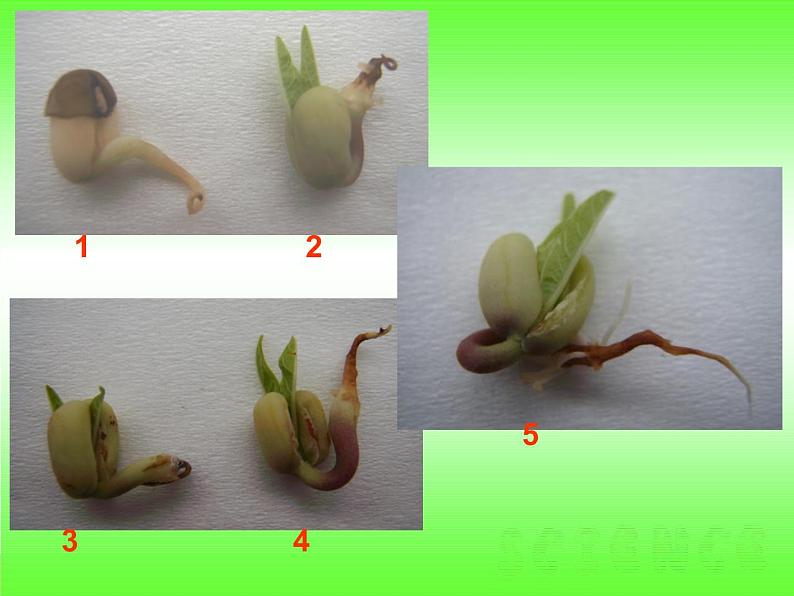教科版小学五年级科学绿豆苗的生长PPT课件第8页