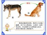 小学科学湘教版六年级下册第一单元_4 动物的驯化_教学课件+视频素材