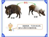 小学科学湘教版六年级下册第一单元_4 动物的驯化_教学课件+视频素材