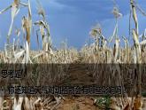 冀教版小學(xué)科學(xué)一下第3單元 第10課天氣與動植物 課件
