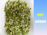 冀教版小學(xué)科學(xué)二下第3單元 第9課-種豆子 課件