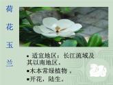 4.3《多種多樣的植物》課件PPT