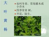 4.3《多种多样的植物》课件PPT