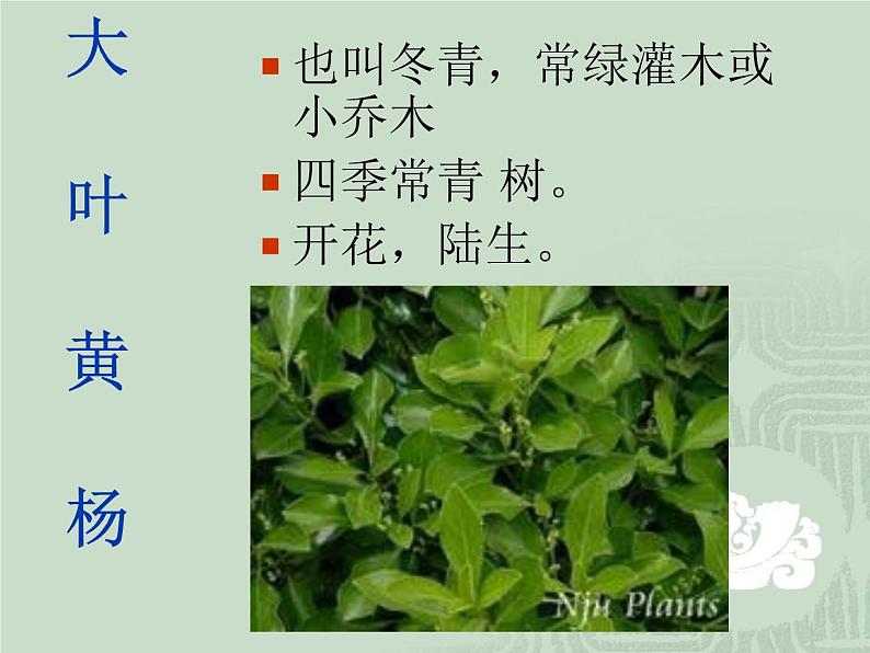 4.3《多种多样的植物》课件PPT04