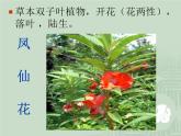 4.3《多种多样的植物》课件PPT