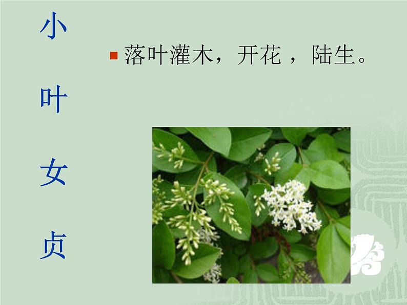 4.3《多种多样的植物》课件PPT07