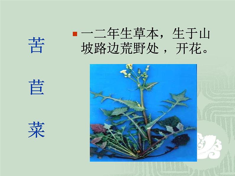 4.3《多种多样的植物》课件PPT08