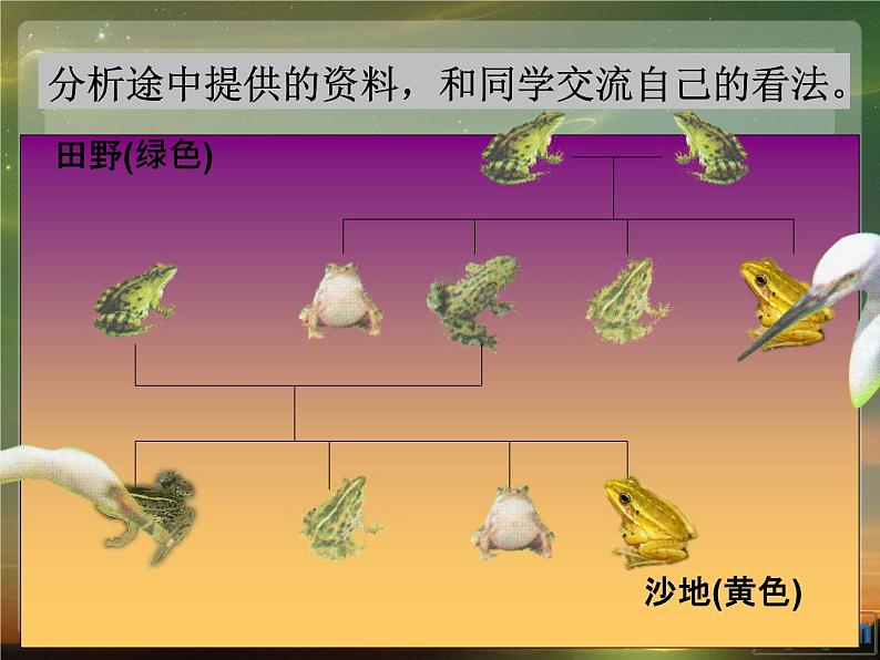 4.7谁选择了它们课件PPT第5页