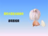 冀人版科學(xué)三下第1單元第2課-樹與草 教學(xué)課件PPT+視頻