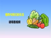 冀人版科学三下第1单元第3课-植物与我们的生活 教学课件PPT+视频