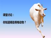 冀人版科學(xué)三下第1單元第4課-種類繁多的動(dòng)物 教學(xué)課件PPT+視頻