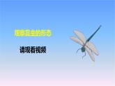 冀人版科學三下第1單元第5課-昆蟲 教學課件PPT+視頻