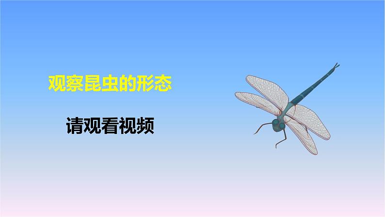 冀人版科学三下第1单元第5课-昆虫 教学课件PPT+视频03