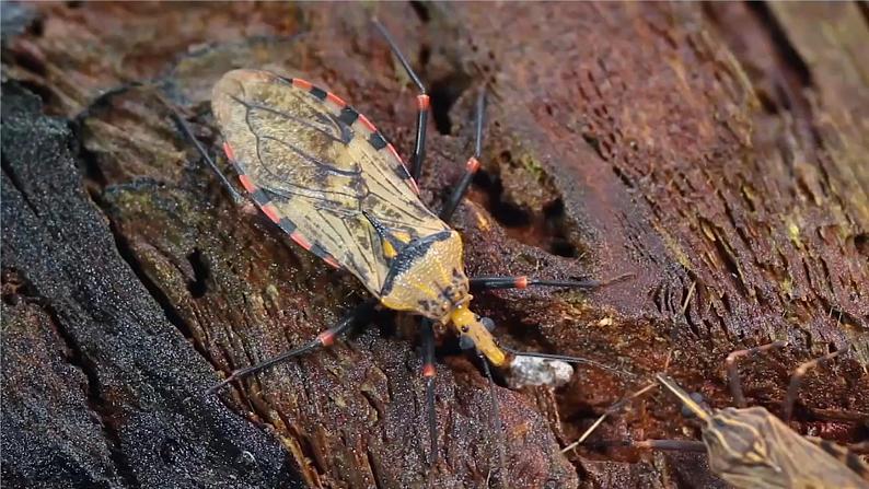 冀人版科学三下第1单元第5课-昆虫 教学课件PPT+视频04