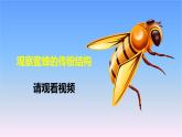 冀人版科學(xué)三下第3單元第10課-蜜蜂傳粉 教學(xué)課件PPT+視頻